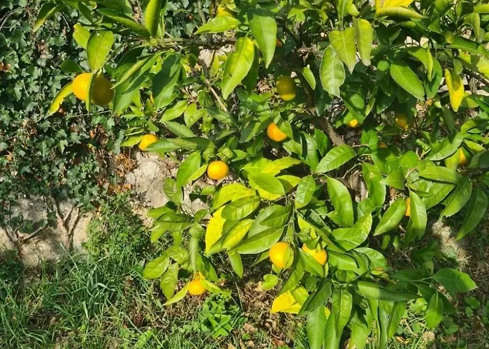 度假居 Ella- Traditionelles Mediterranes Steinhaus By Interhome 奥帕提亚