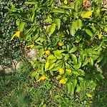 Nyaraló Ella- Traditionelles Mediterranes Steinhaus By Interhome Abbázia